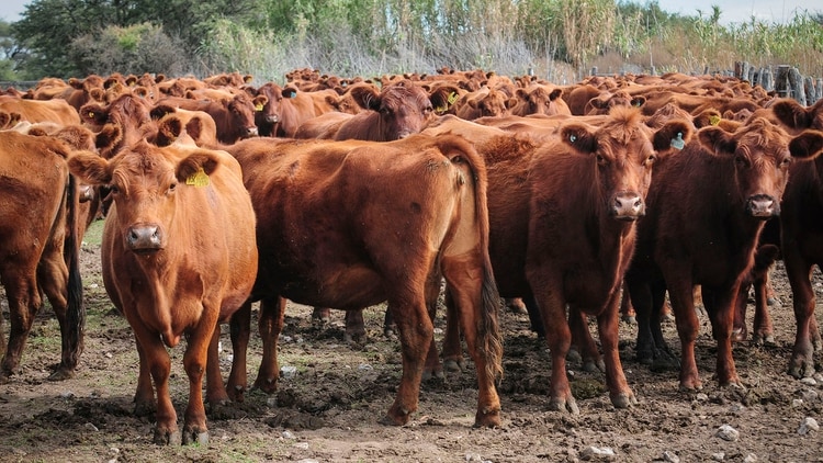 Photo of La exportaciones de carne vacuna continúan en alza